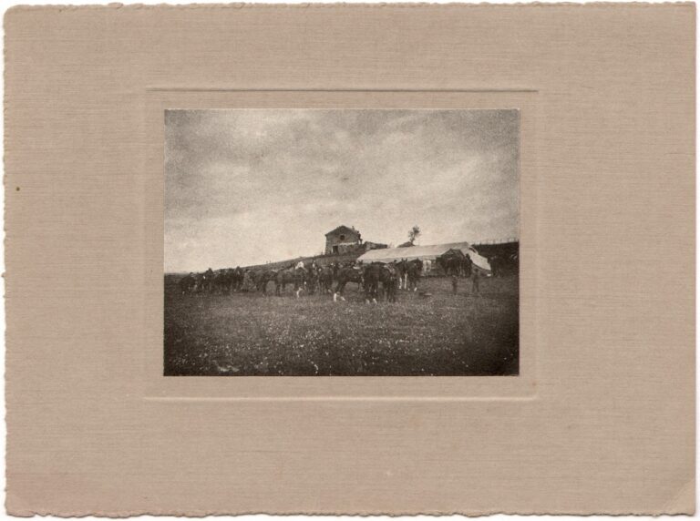 Horses at Fox Hunt Gathering