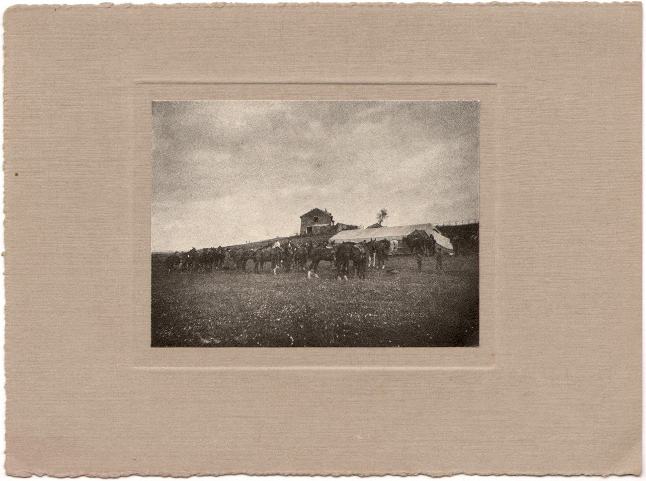 Horses at Fox Hunt Gathering
