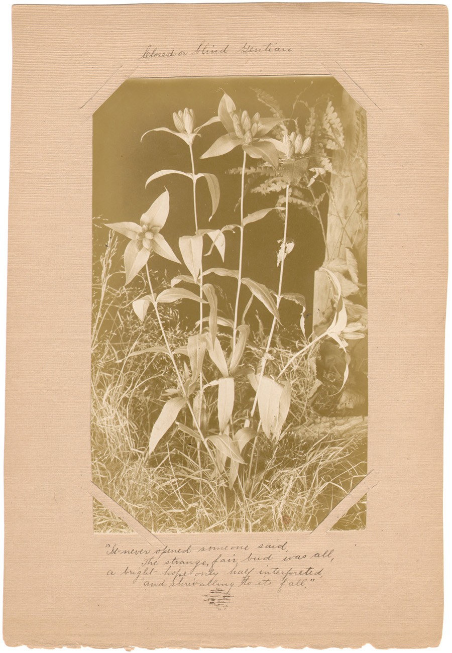 Closed or Blind Gentian