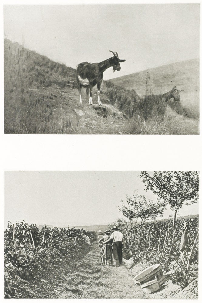 Diptych: Chévres & Grappillage