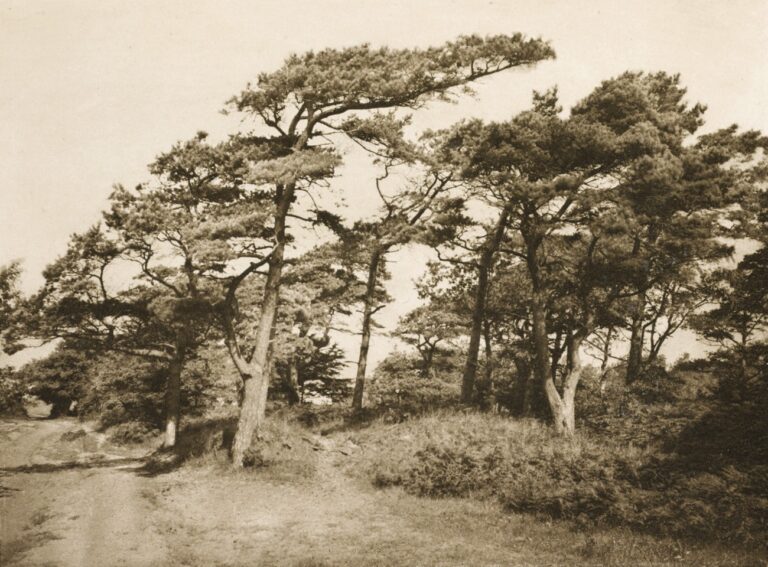 Kiefern Bei Alt-Müritz