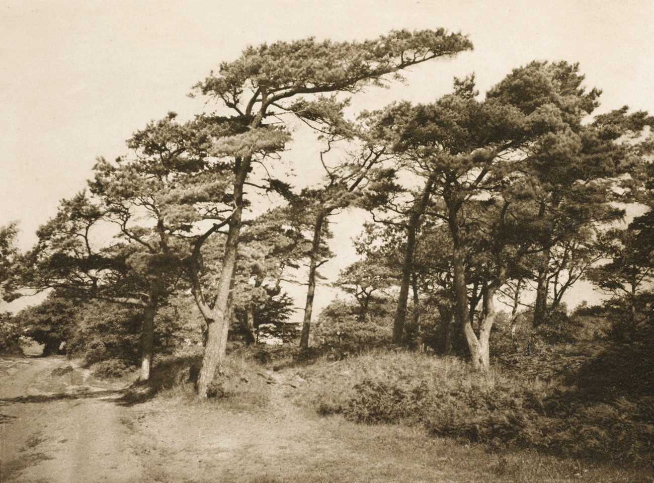 Kiefern Bei Alt-Müritz