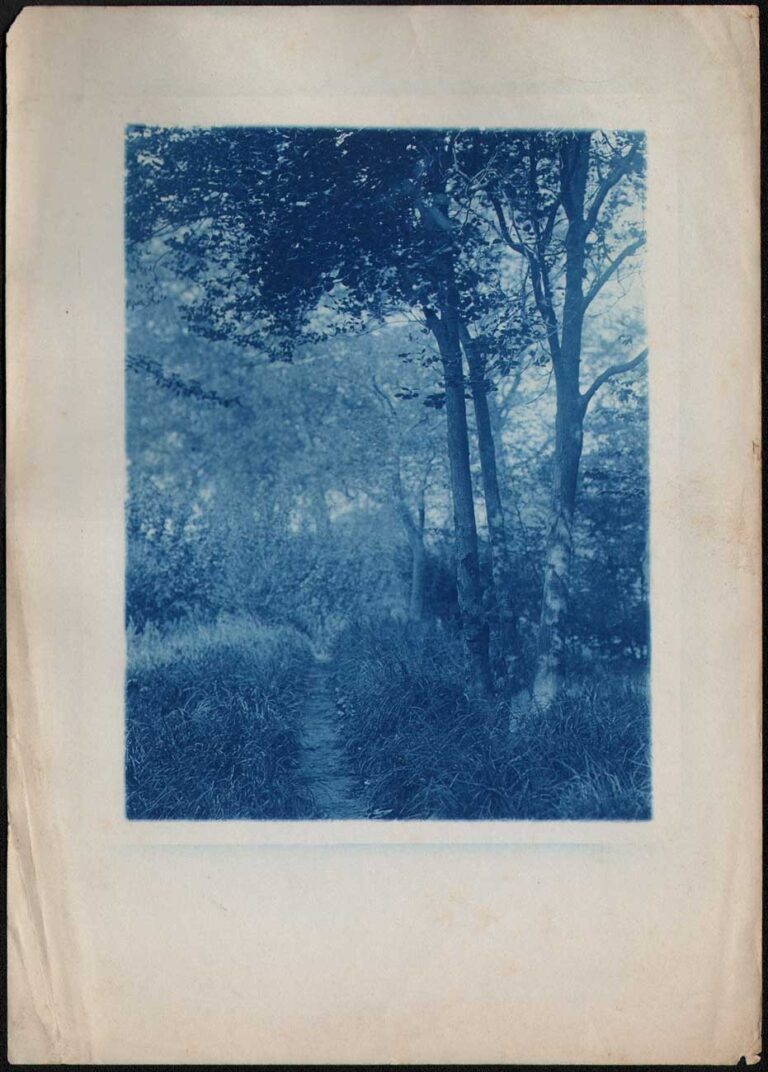 Grassy Pathway through Woods