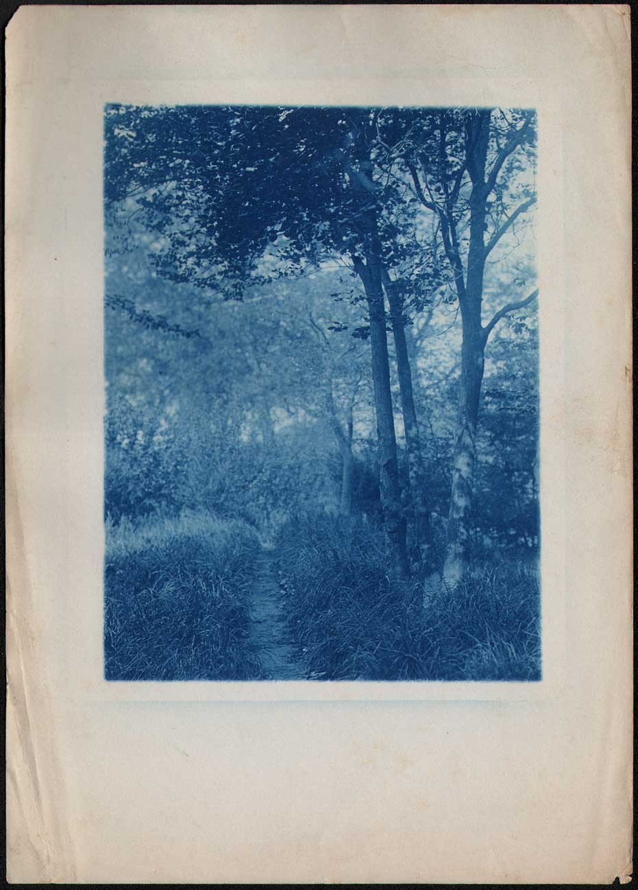 Grassy Pathway through Woods