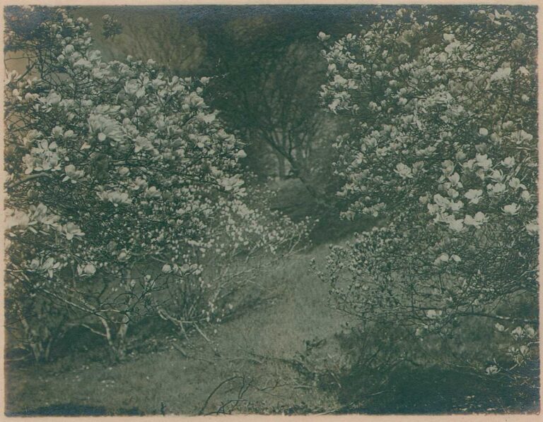 Magnolia Trees Blooming in Spring