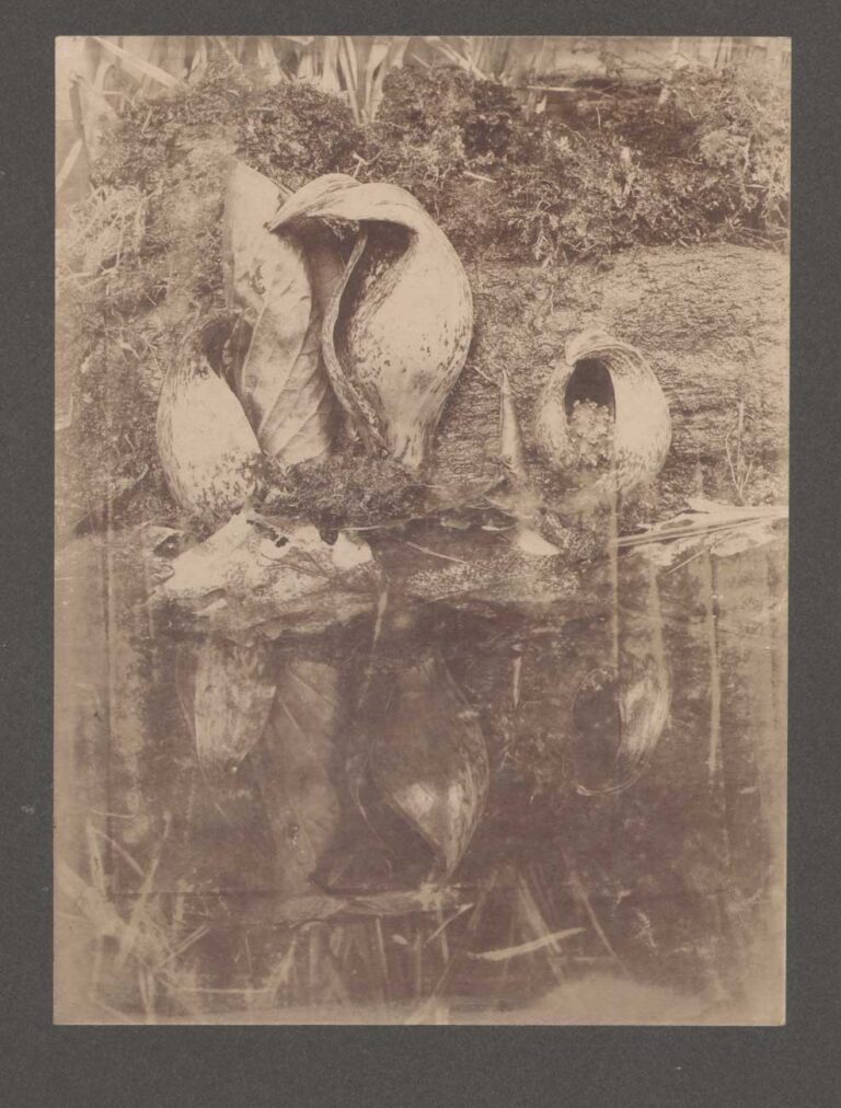 Harbingers of Spring