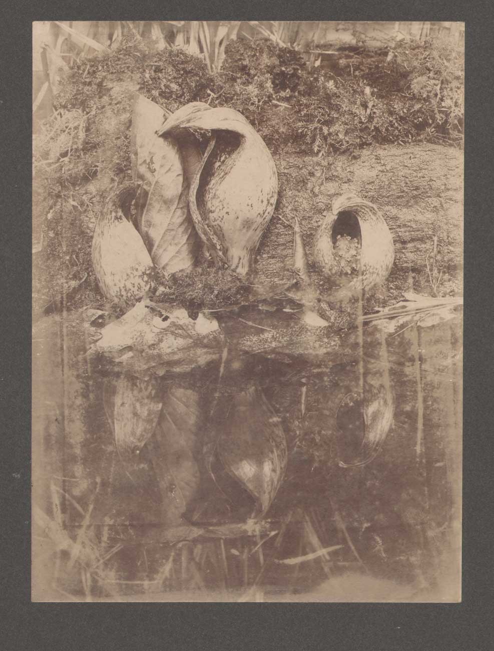 Harbingers of Spring