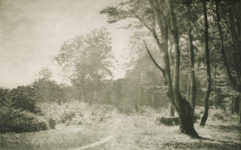 Buchenwald auf Rügen 