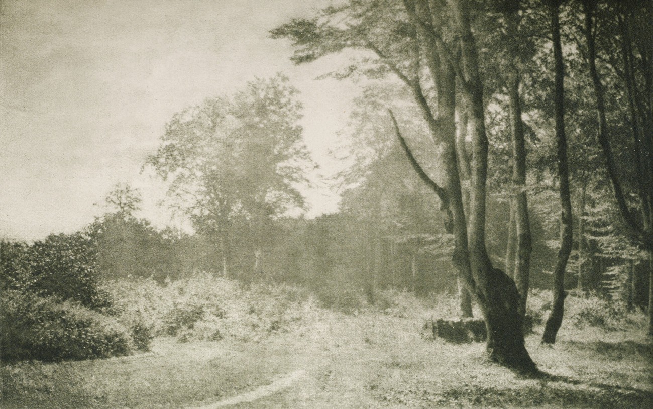 Buchenwald auf Rügen 