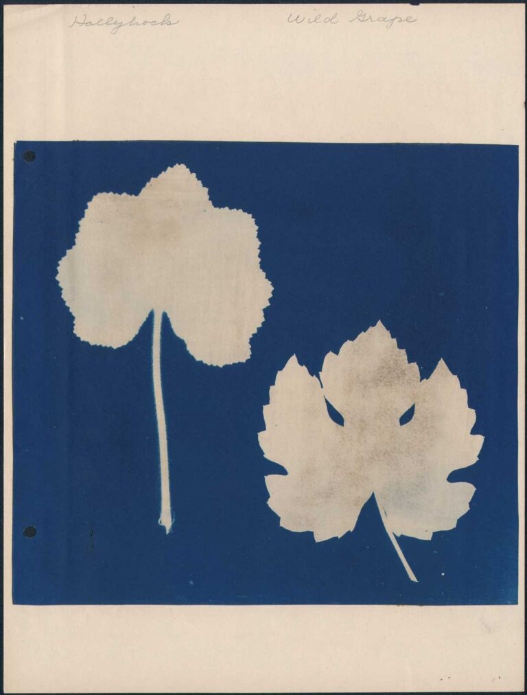 Hollyhock | Wild Grape