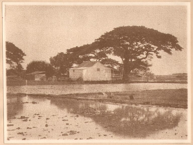 Hawaiian Farmhouse & Fields