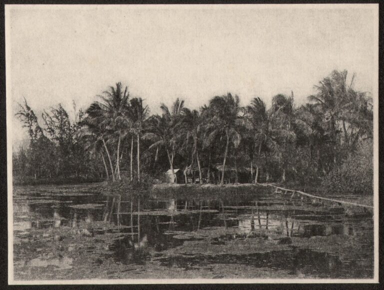 Grass Huts in Palm Tree Grove