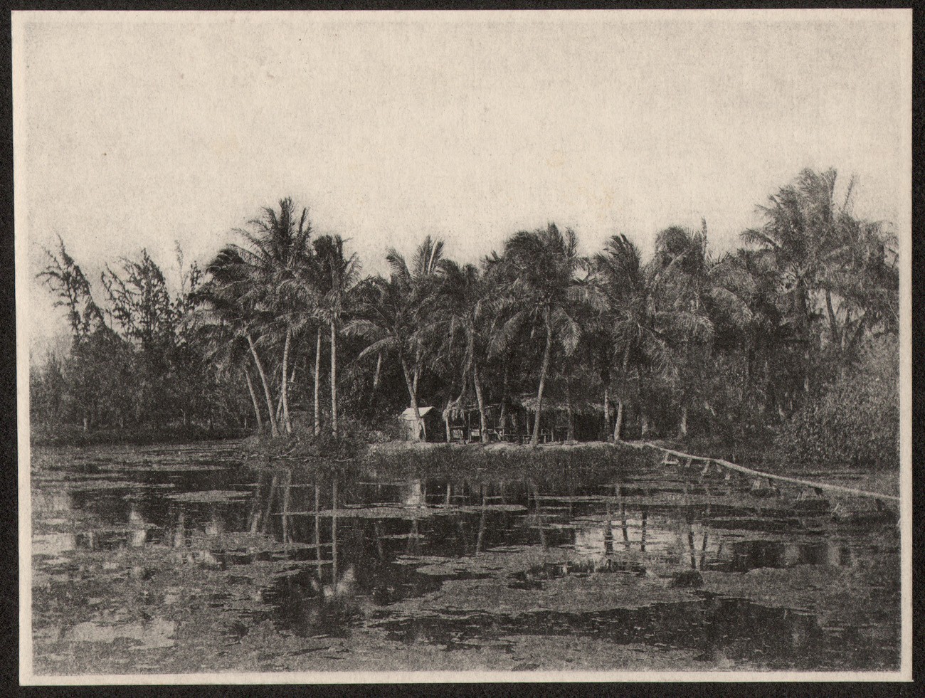 Grass Huts in Palm Tree Grove
