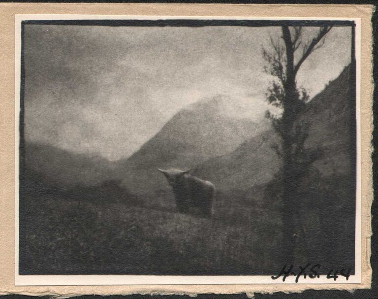 Cow in the Scottish Highlands  ✻