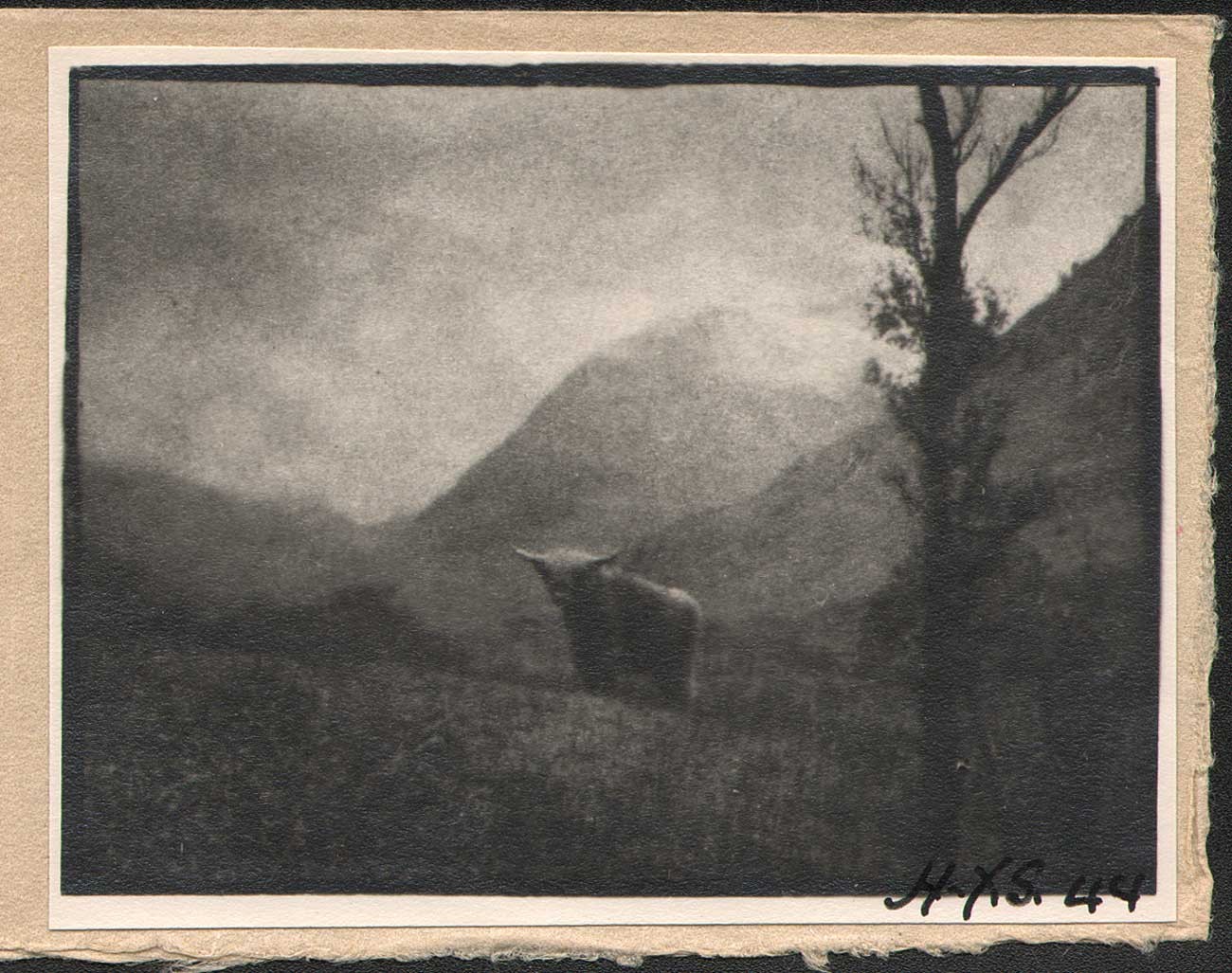 Cow in the Scottish Highlands ✻