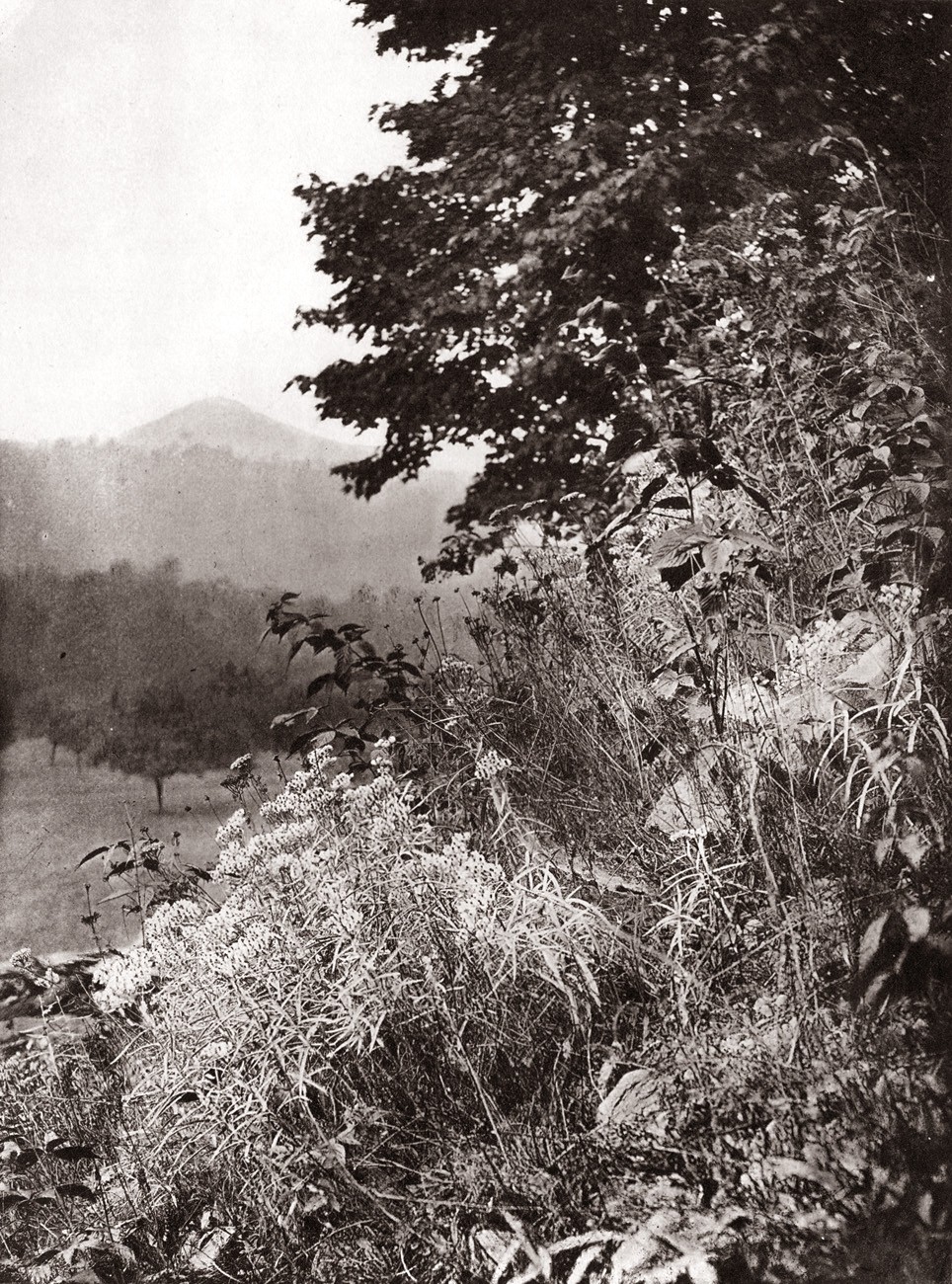 In the Valley of the Beaverkill