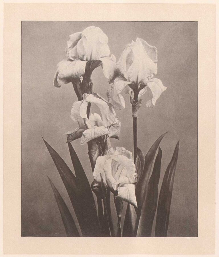 Iris Germanica