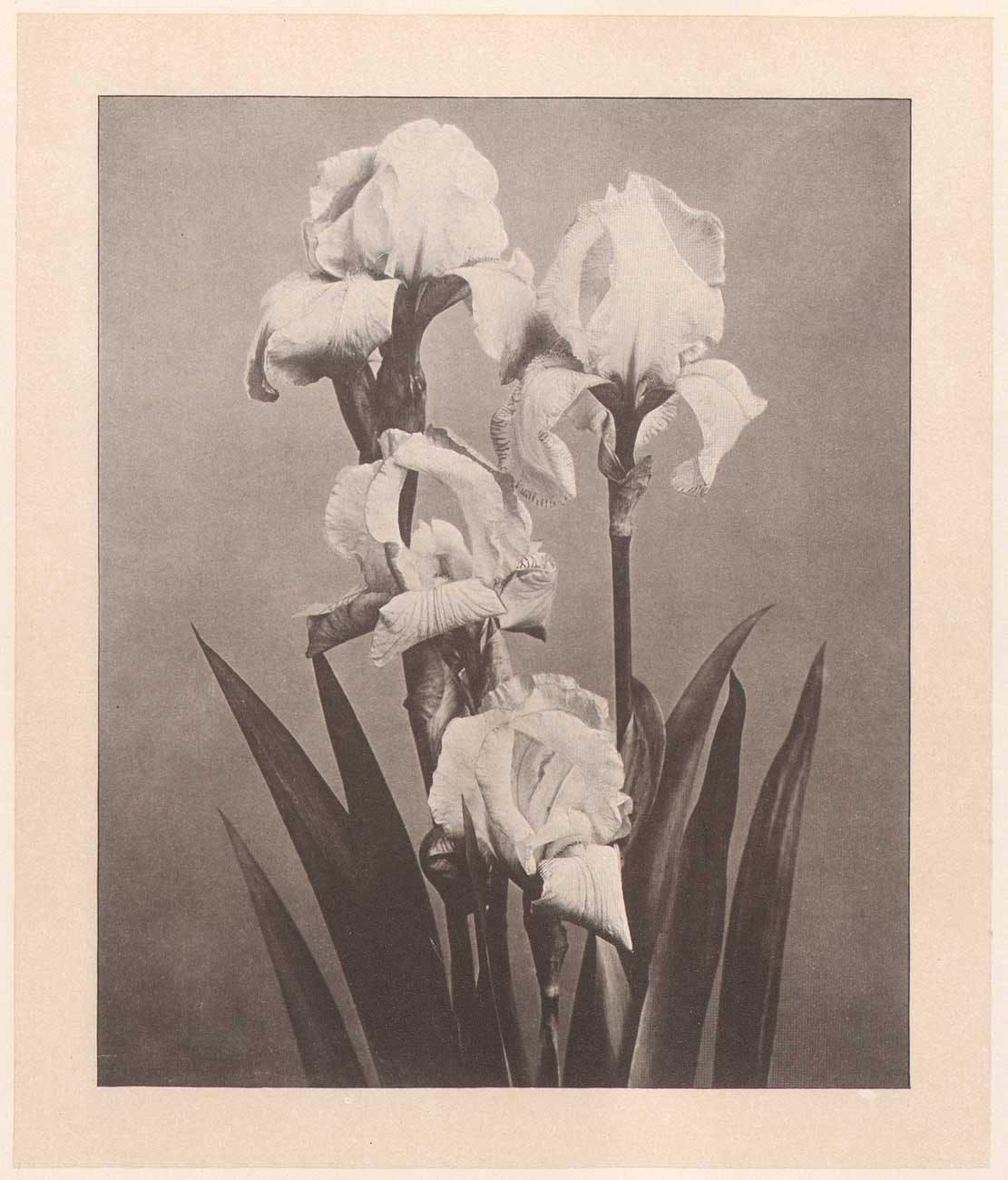 Iris Germanica