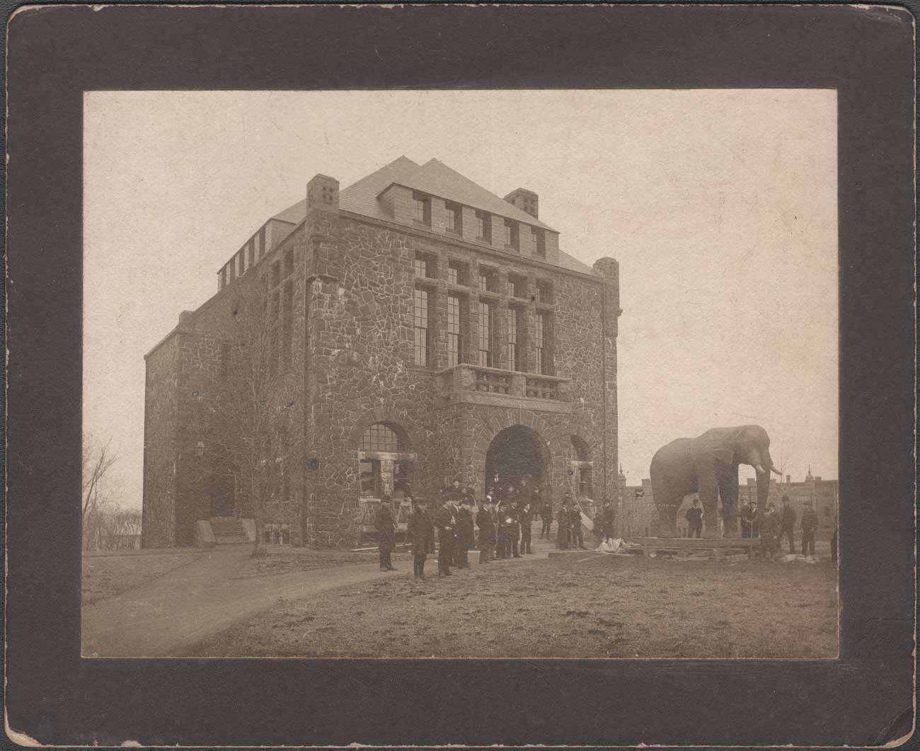 Moving Jumbo into Barnum Museum