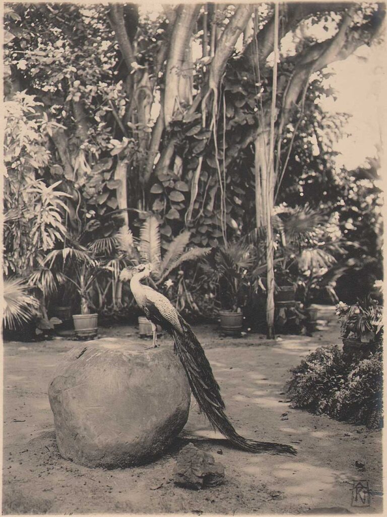 Kaiulani’s Banyan