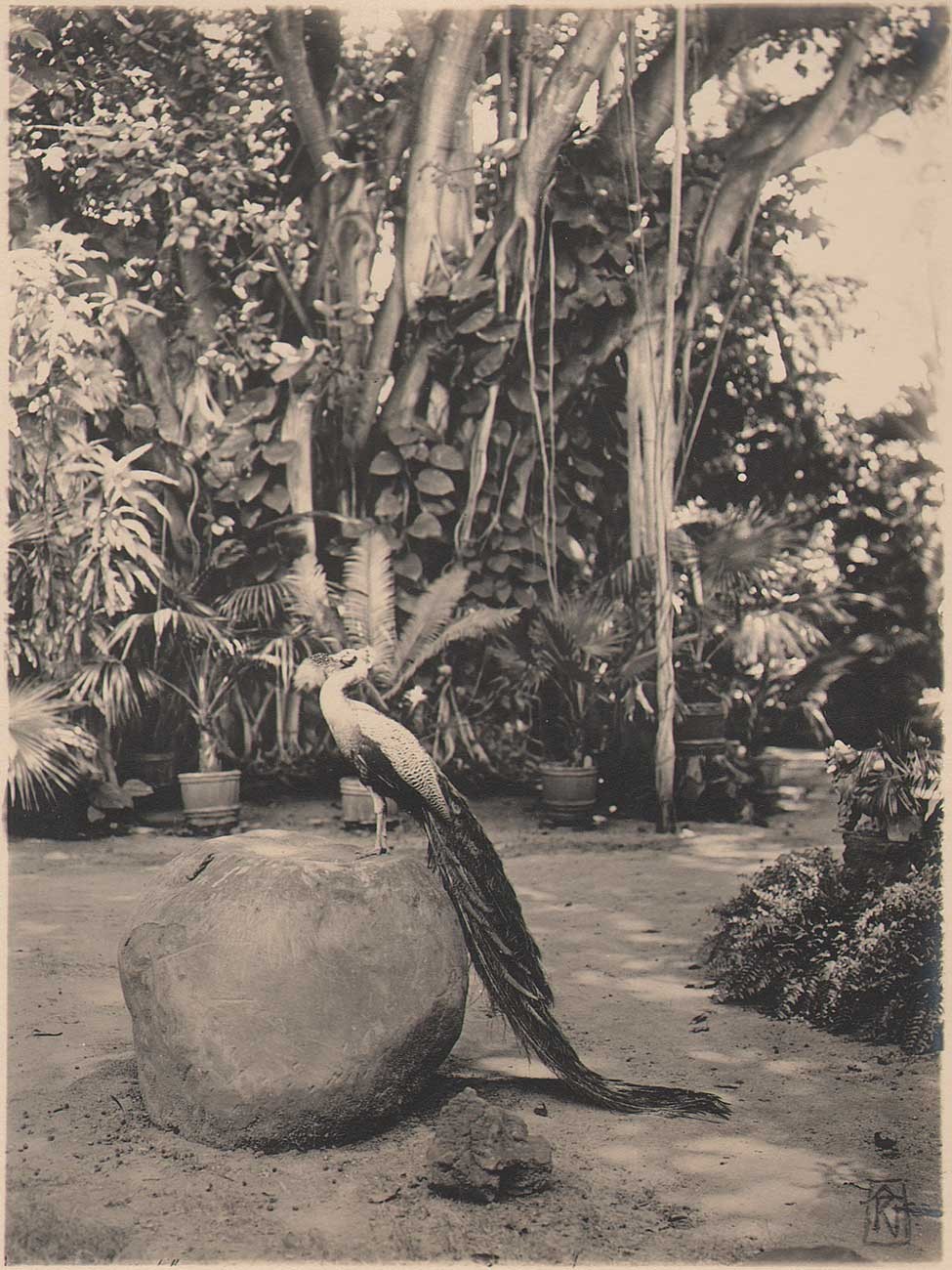 Kaiulani’s Banyan