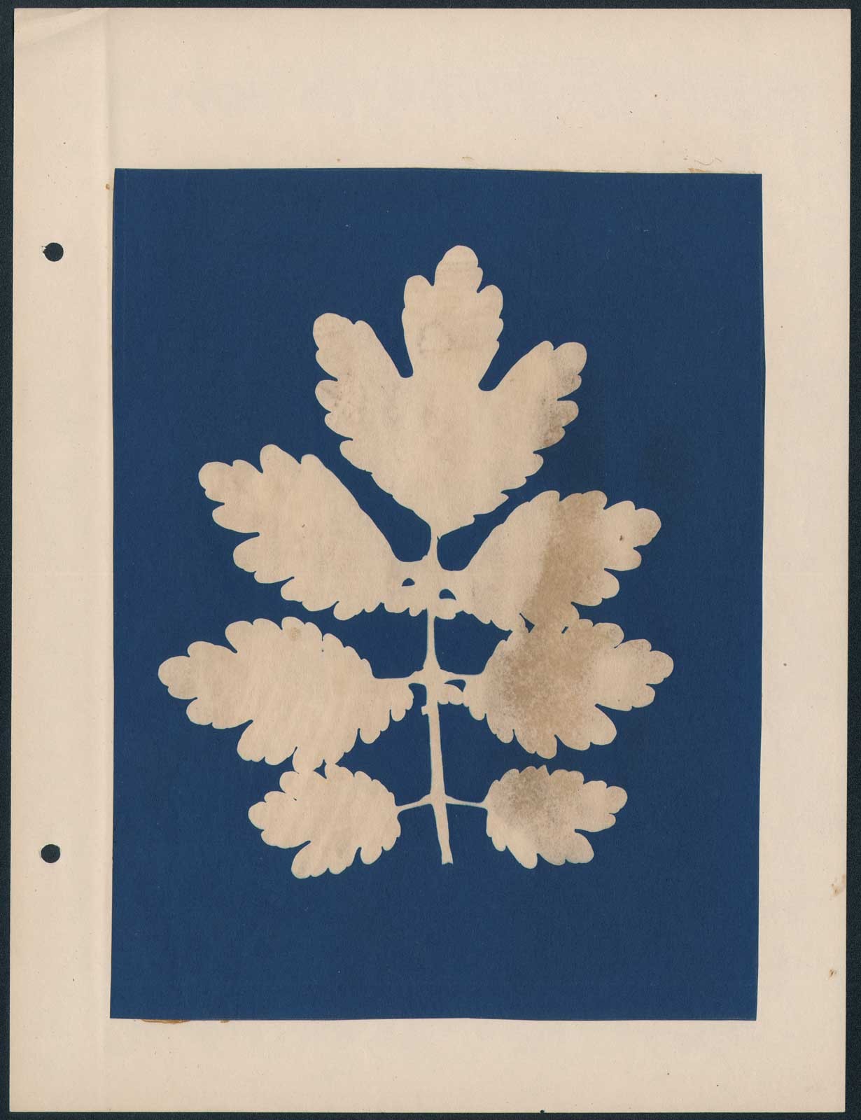 Leaf Cluster Specimen