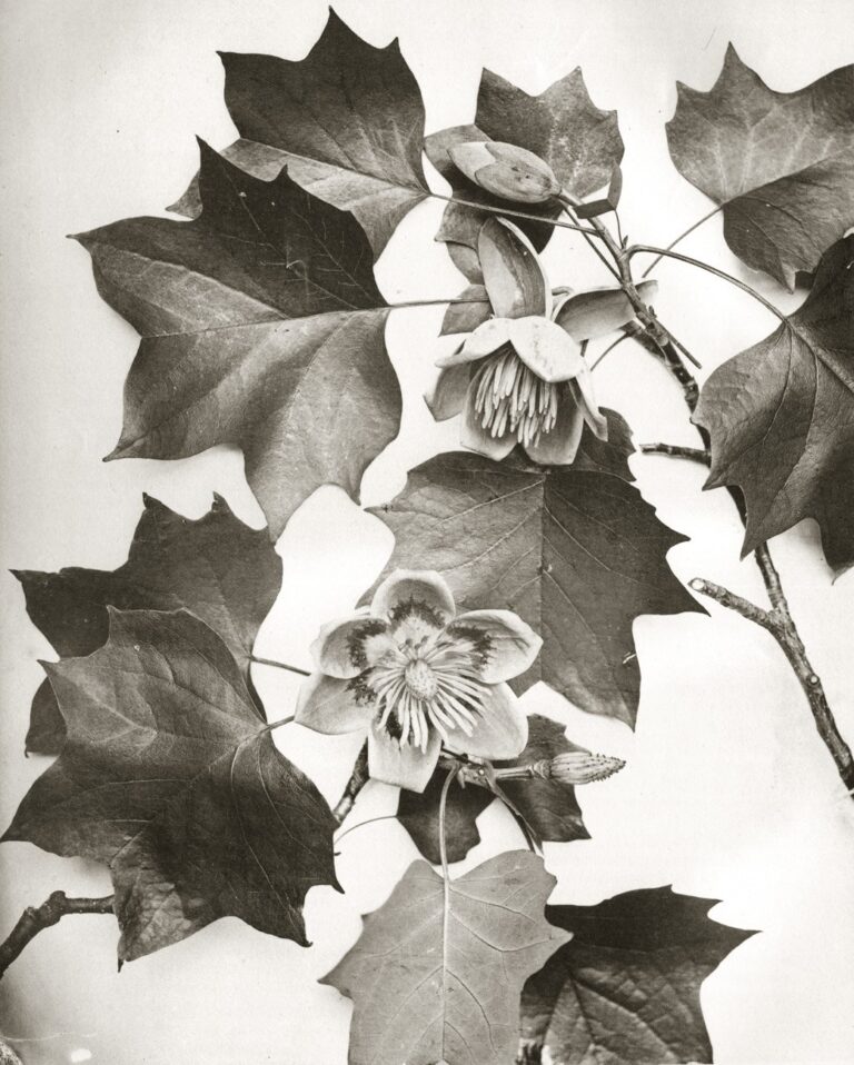 Liriodendron (Tulip tree Blossoms)