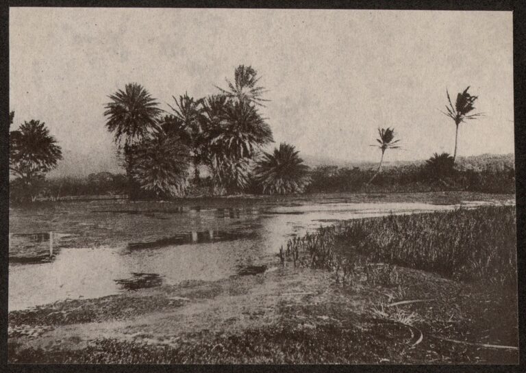 Hawaiian River or Marsh with Palm Trees