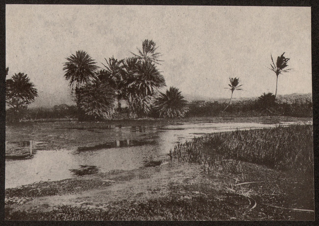 Hawaiian River or Marsh with Palm Trees