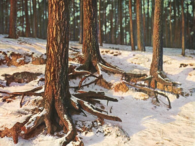 Untitled Tree trunks in Winter