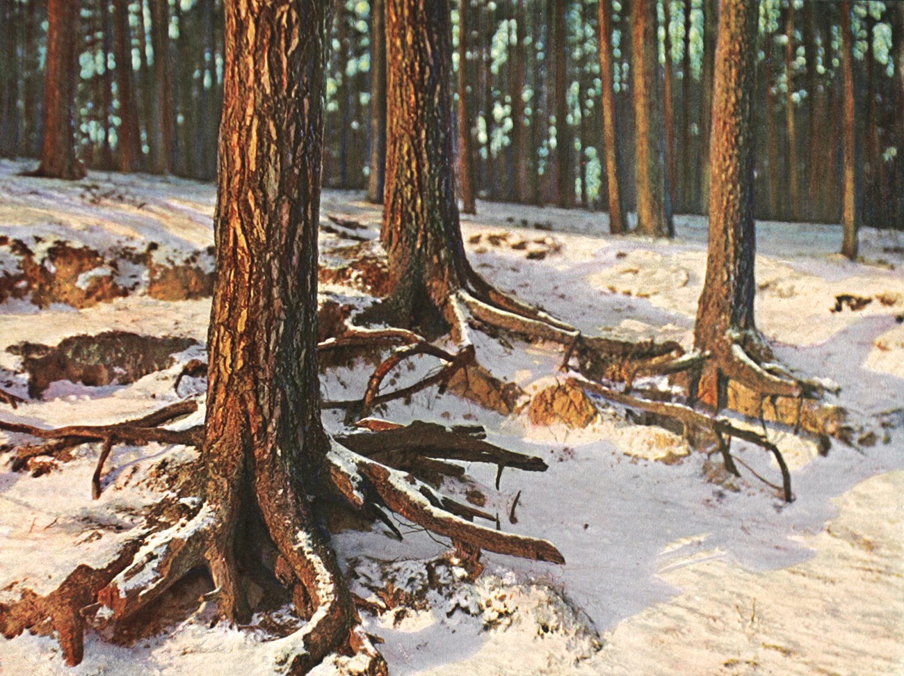 Untitled Tree trunks in Winter