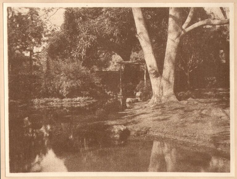 Tree in Japanese Tea Garden at Moanalua Park