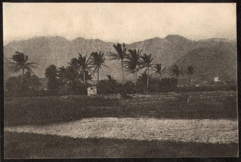 Rice & or Taro Field with Mountains