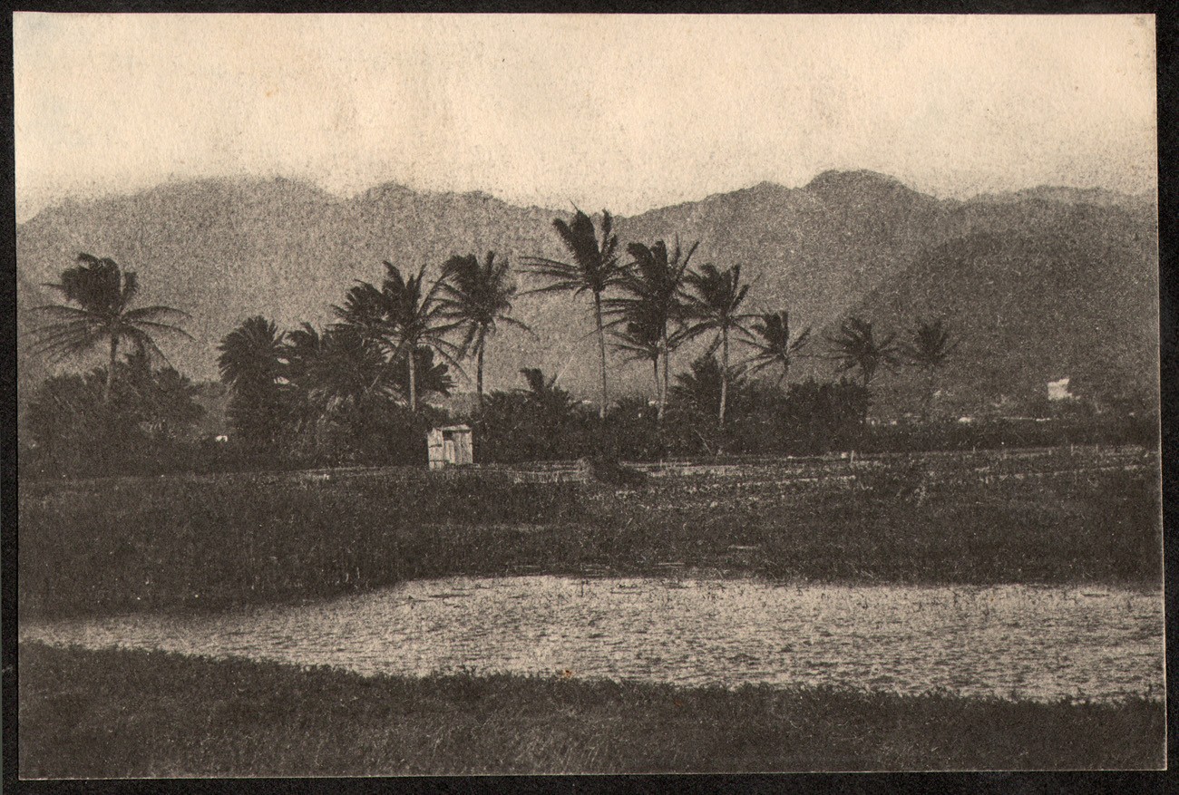 Rice & or Taro Field with Mountains