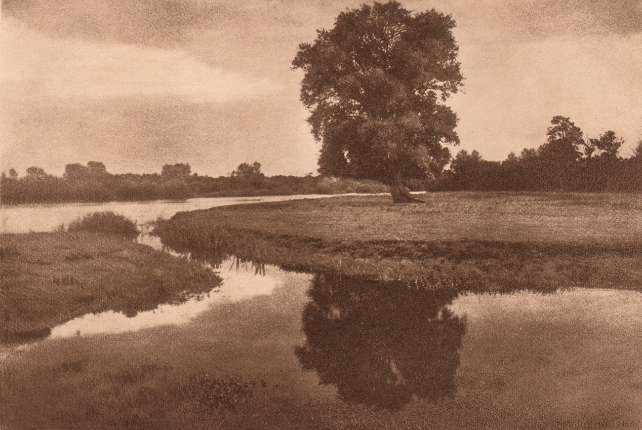 Untitled Tree Reflection