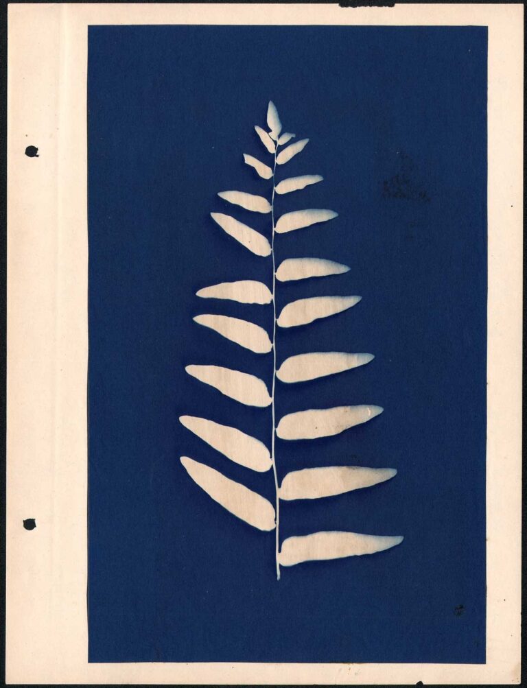 Leaf Cluster Specimen