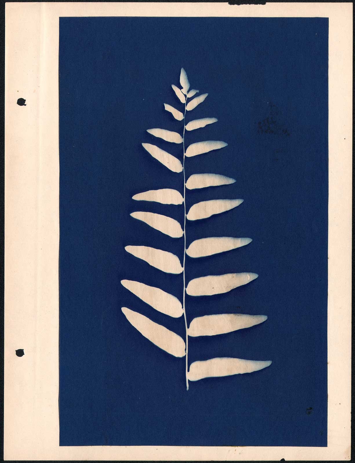 Leaf Cluster Specimen