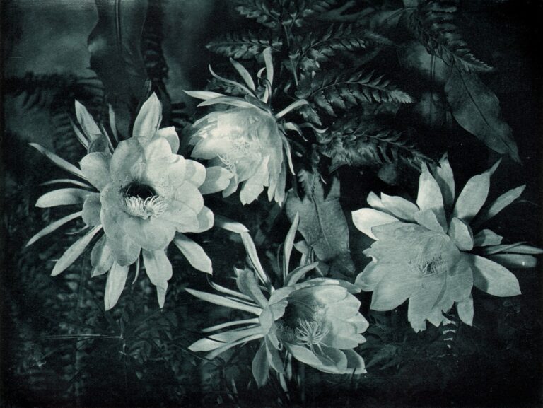 Night-Blooming Cereus