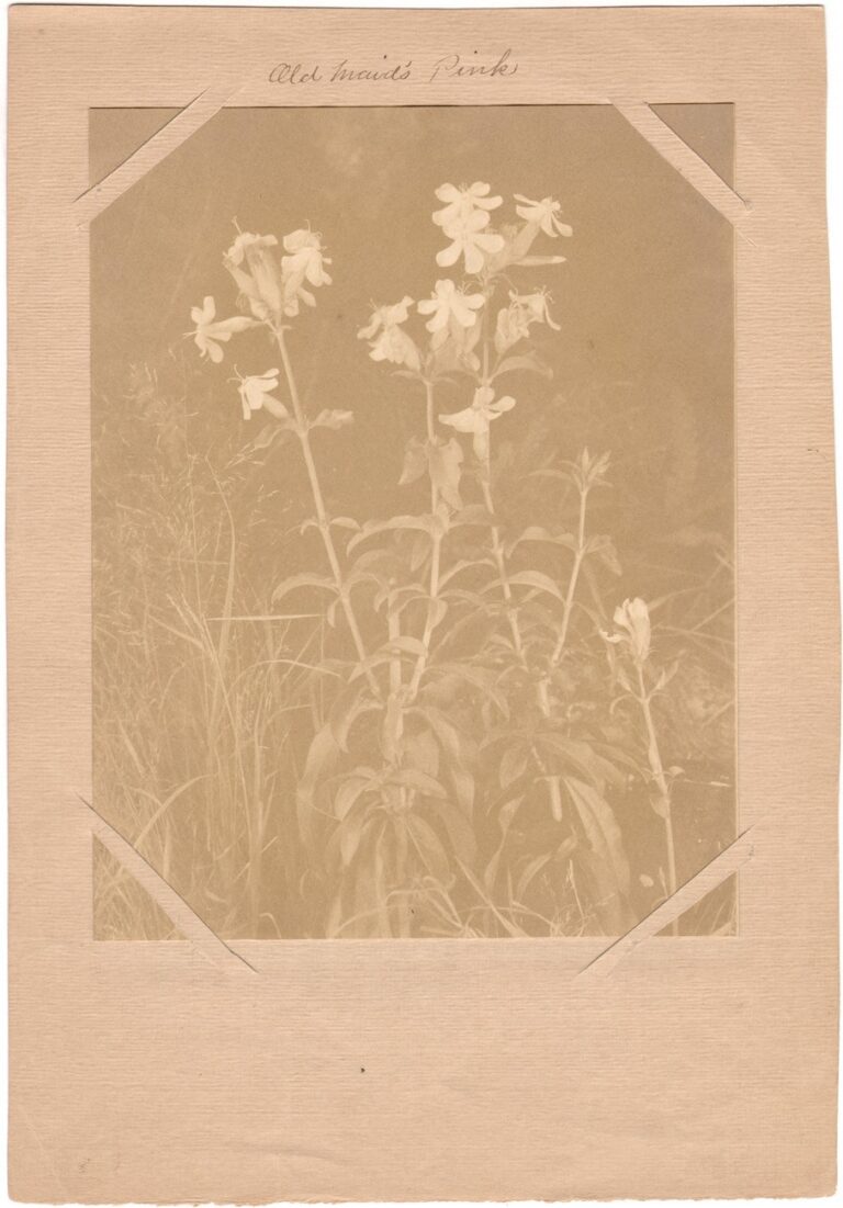 Old Maid’s Pink