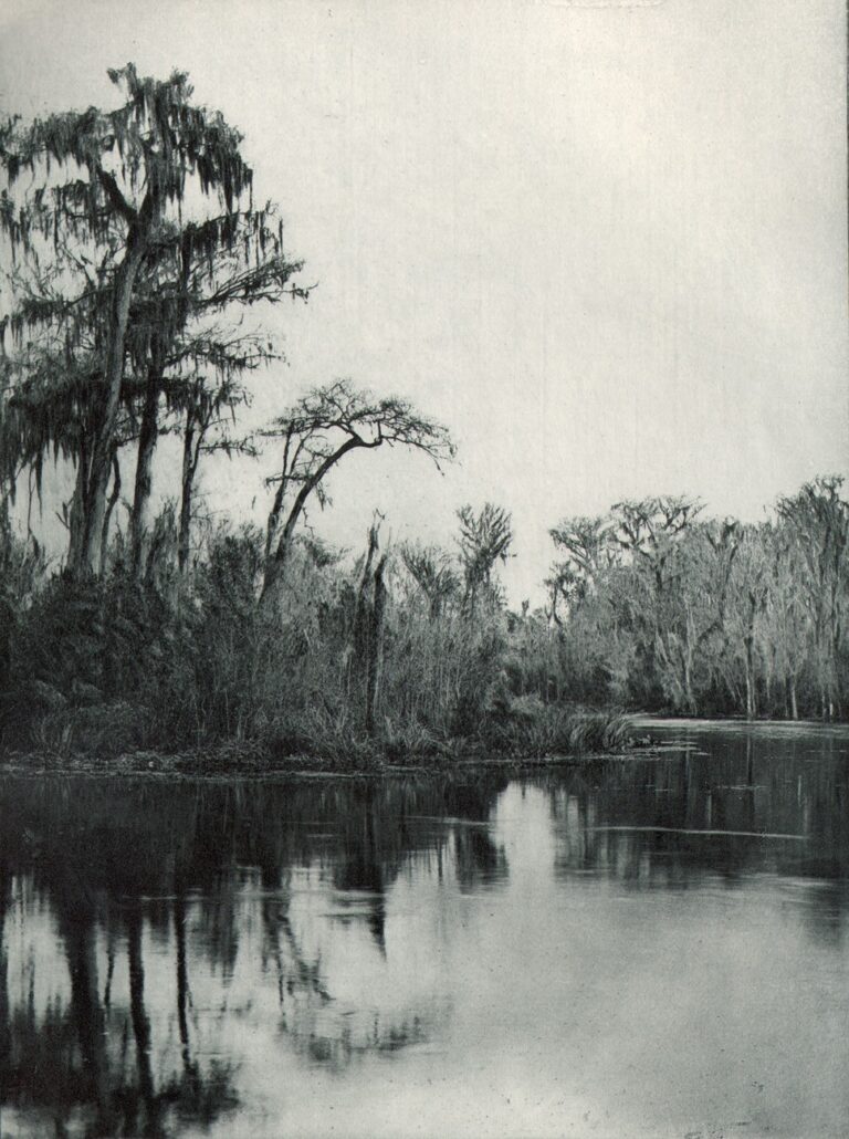 On the Ocklawaha, Florida