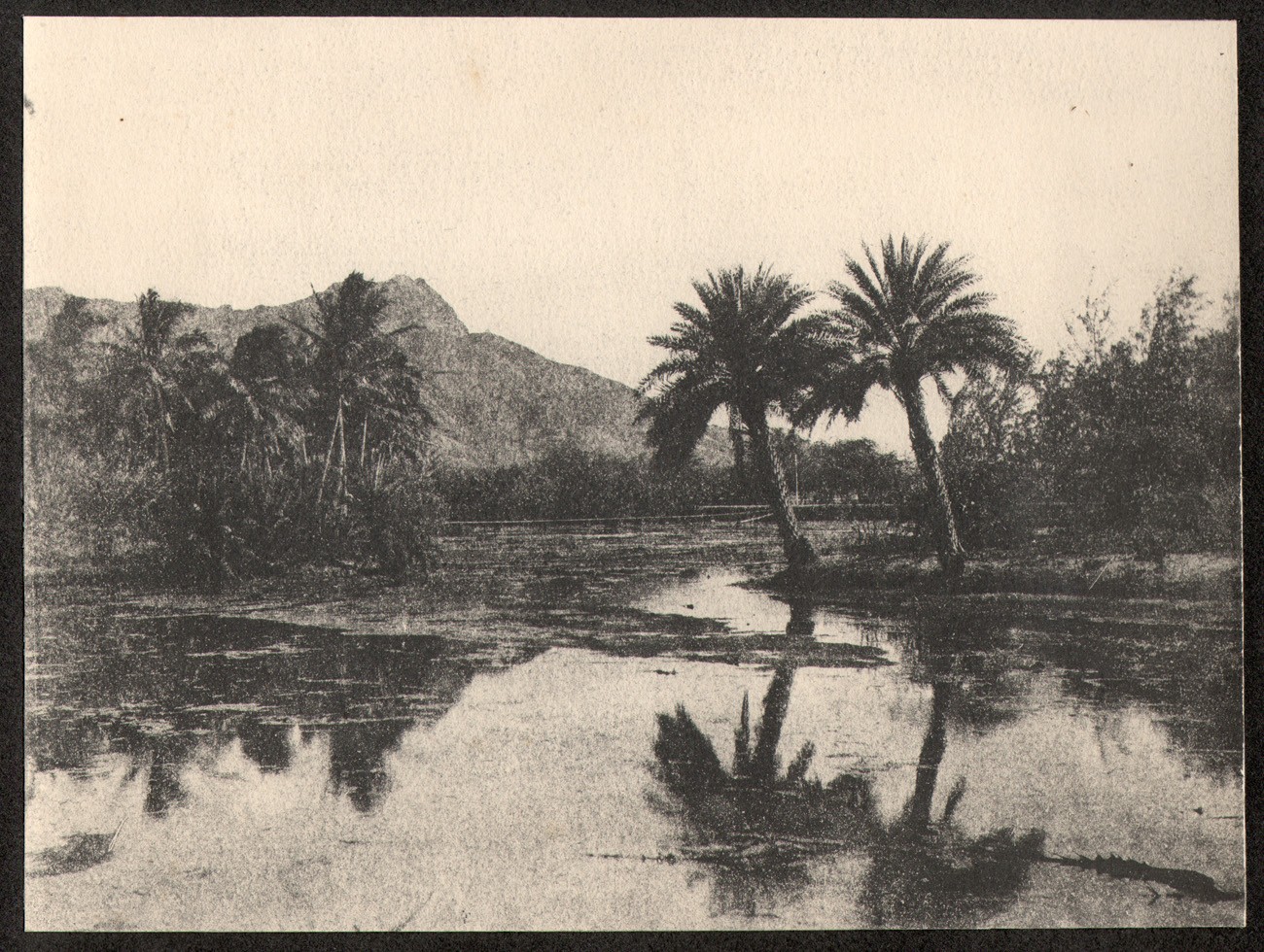 Palm Reflections at Kapiolani Park