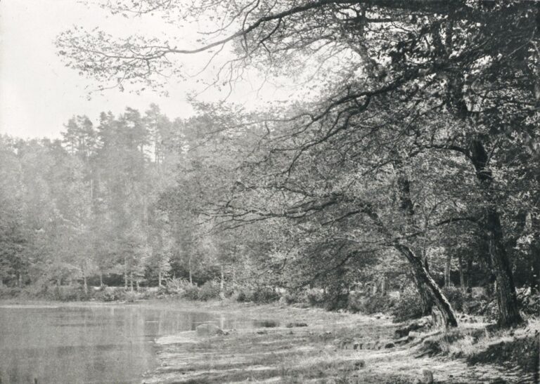 L’Etang de Gouillé