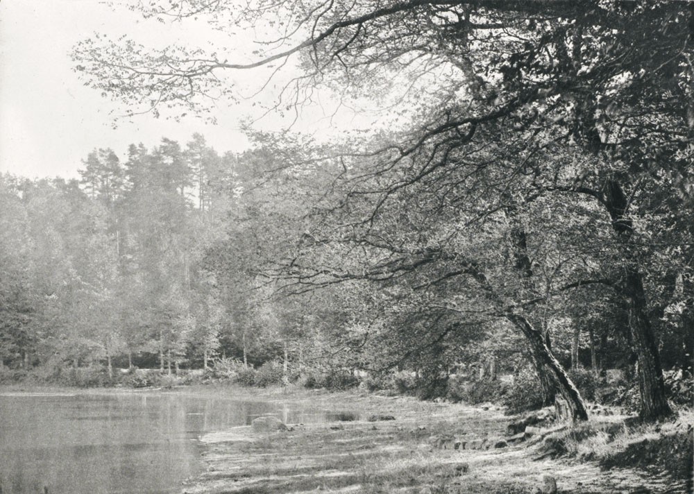 L’Etang de Gouillé