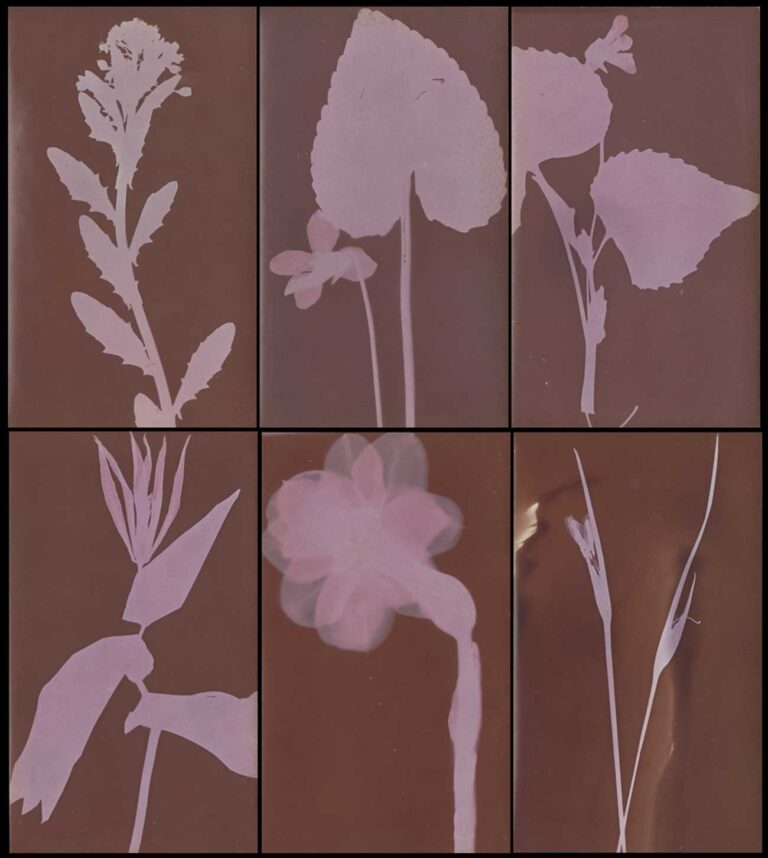 Botanical Photograms
