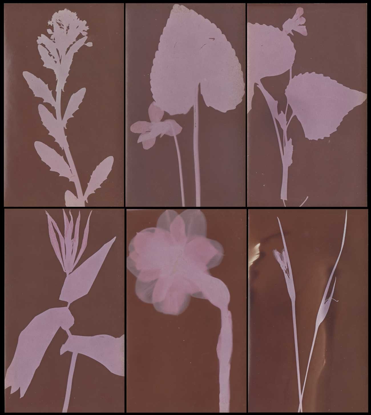 Botanical Photograms