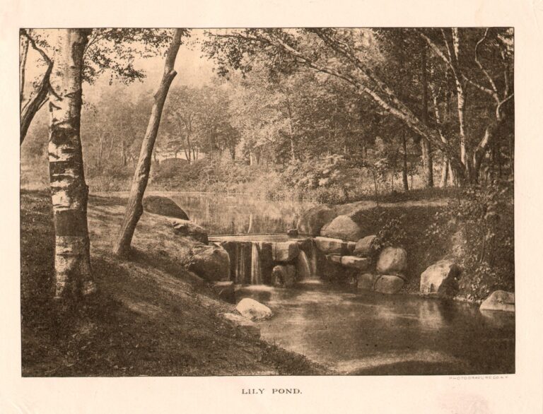 Lily Pond
