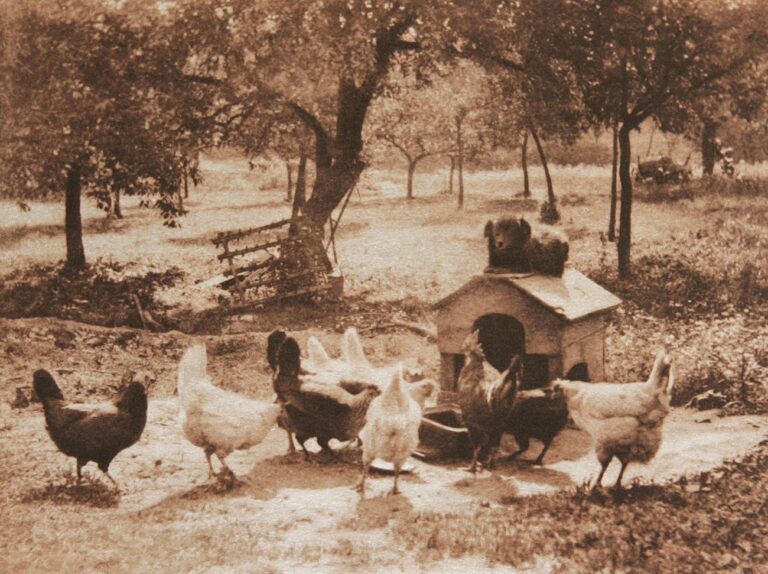 Untitled Farmyard Scene -Dog Watching Chickens