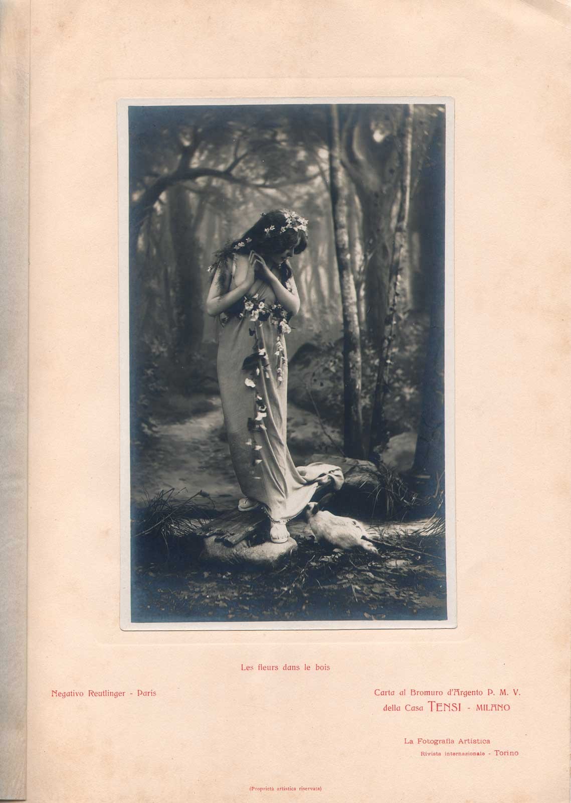 Les Fleurs Dans Le Bois