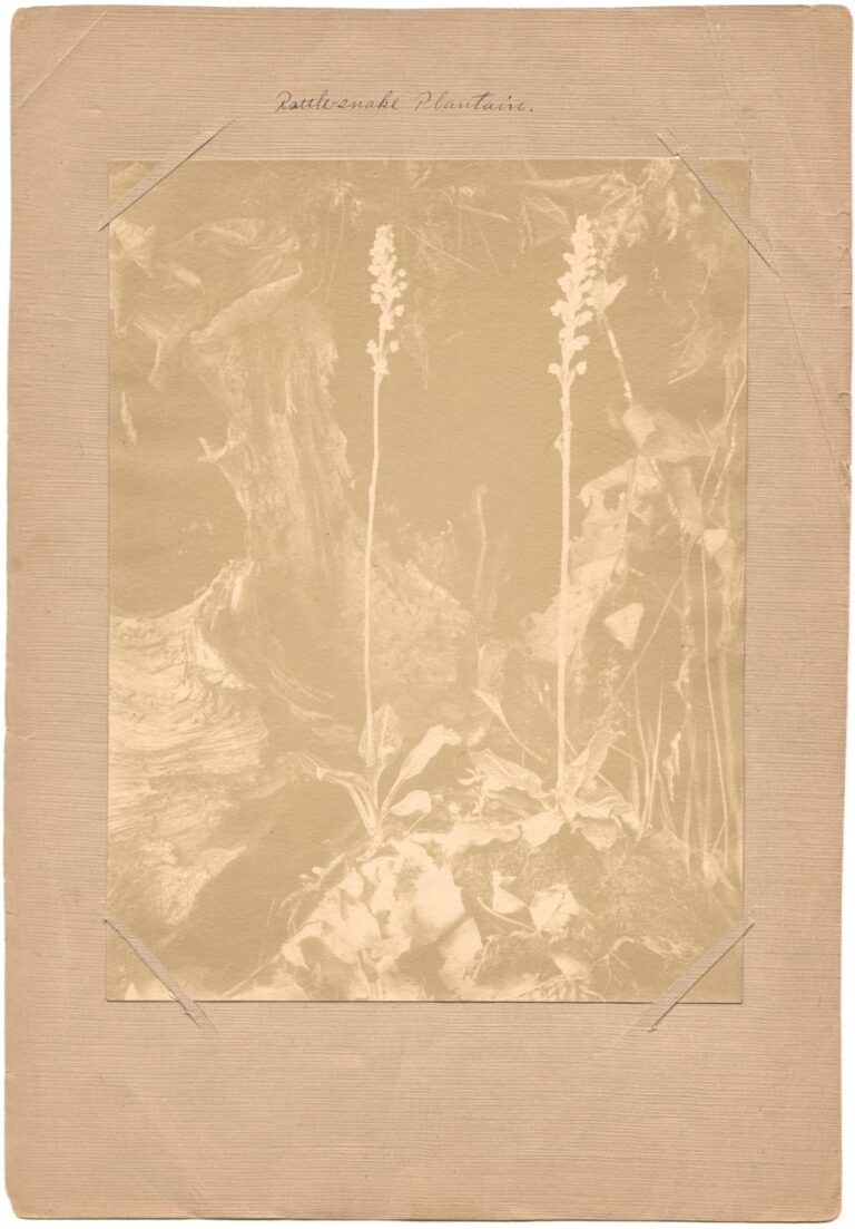 Rattle-snake Plantain