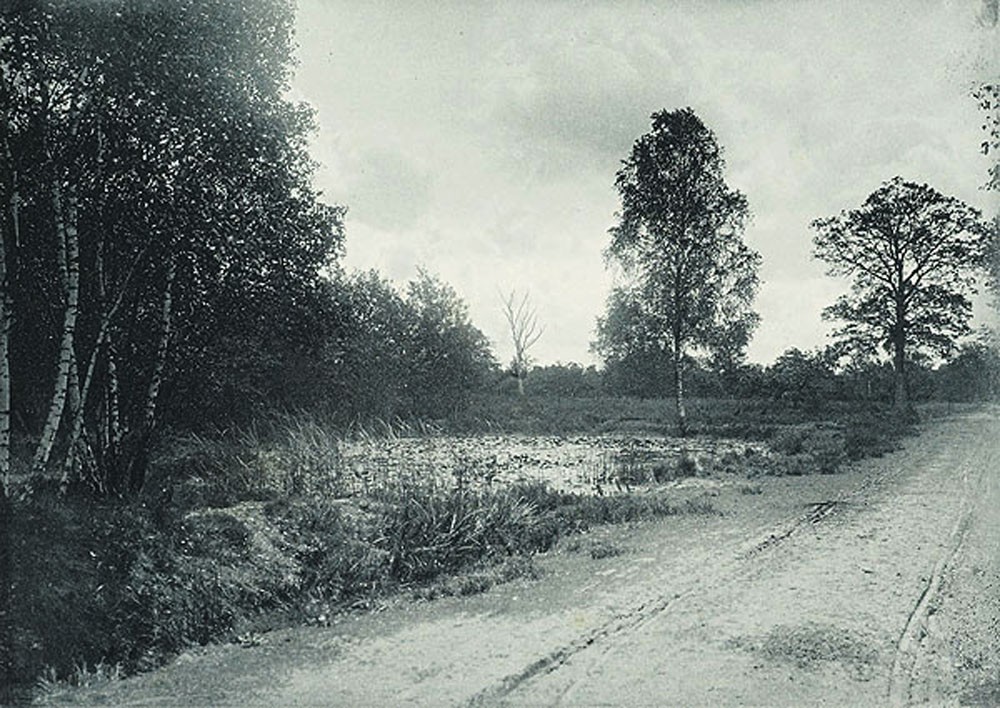 Crépuscule en Forêt 